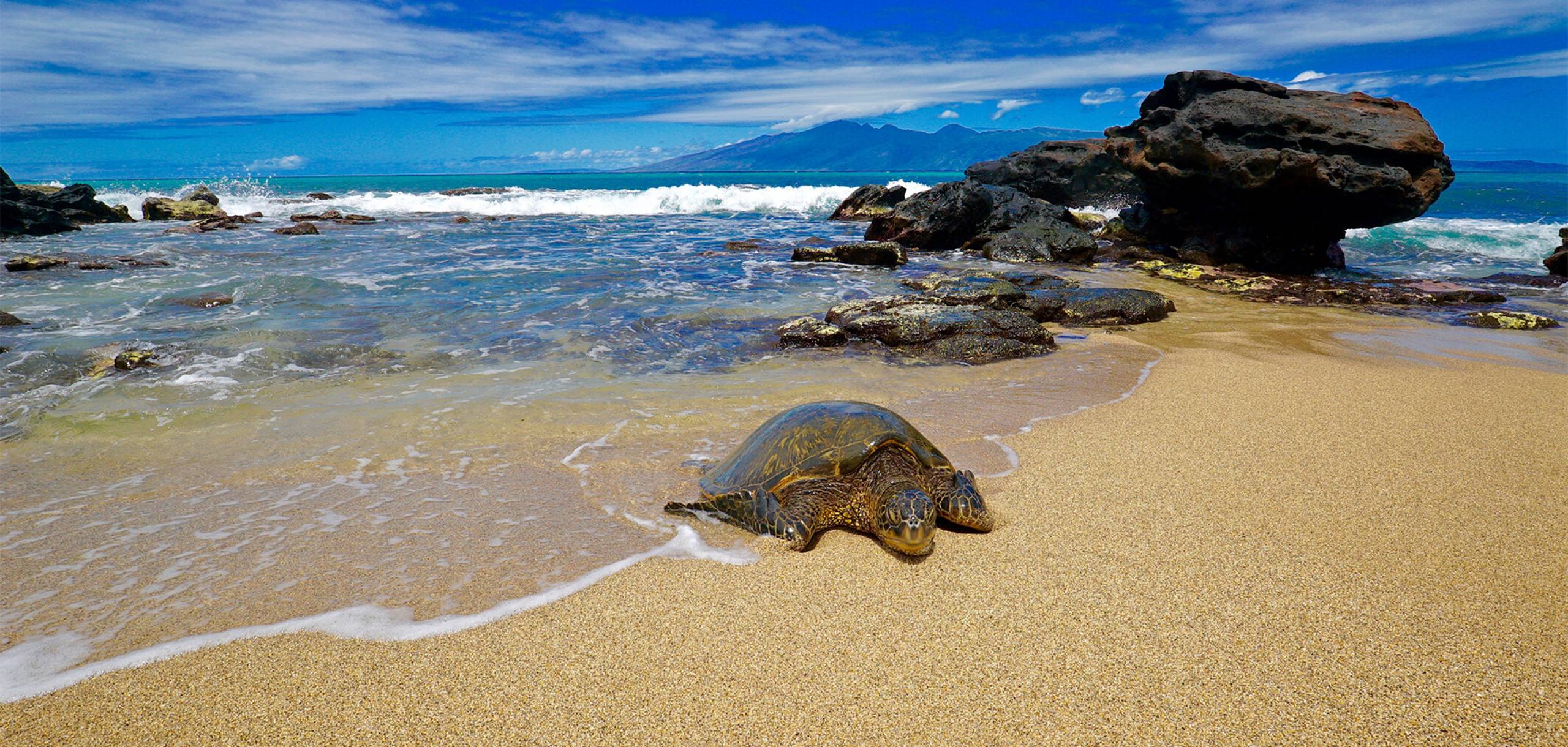 Sea Turtle on Maui Sea Turtle on Maui